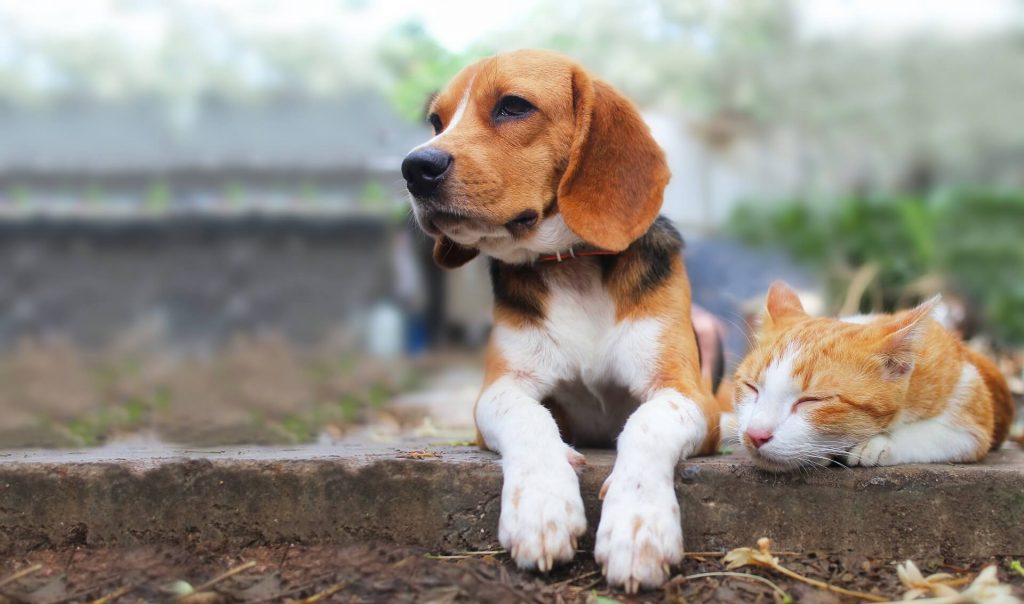Beagle and a cat