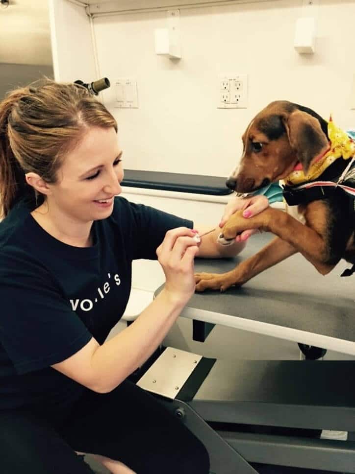 Own a woofie franchise's staff painting dog nails during pet grooming