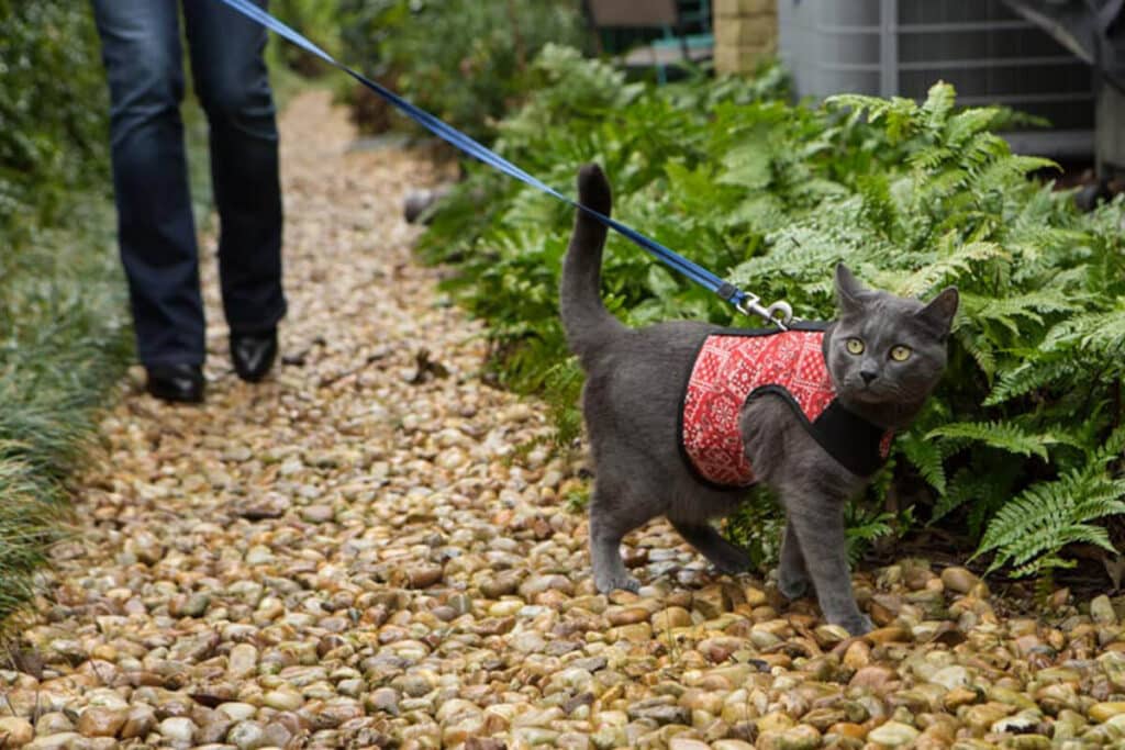a cat with a blue leash
