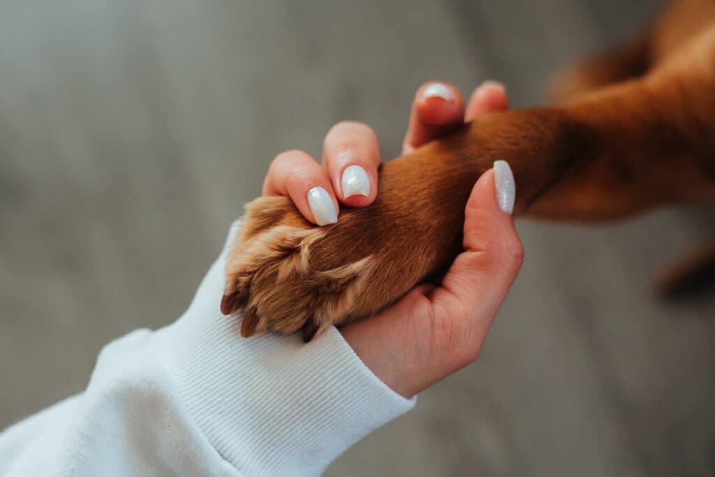 Dog owner holder het pets paws