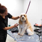 woman cutting the dog's hair