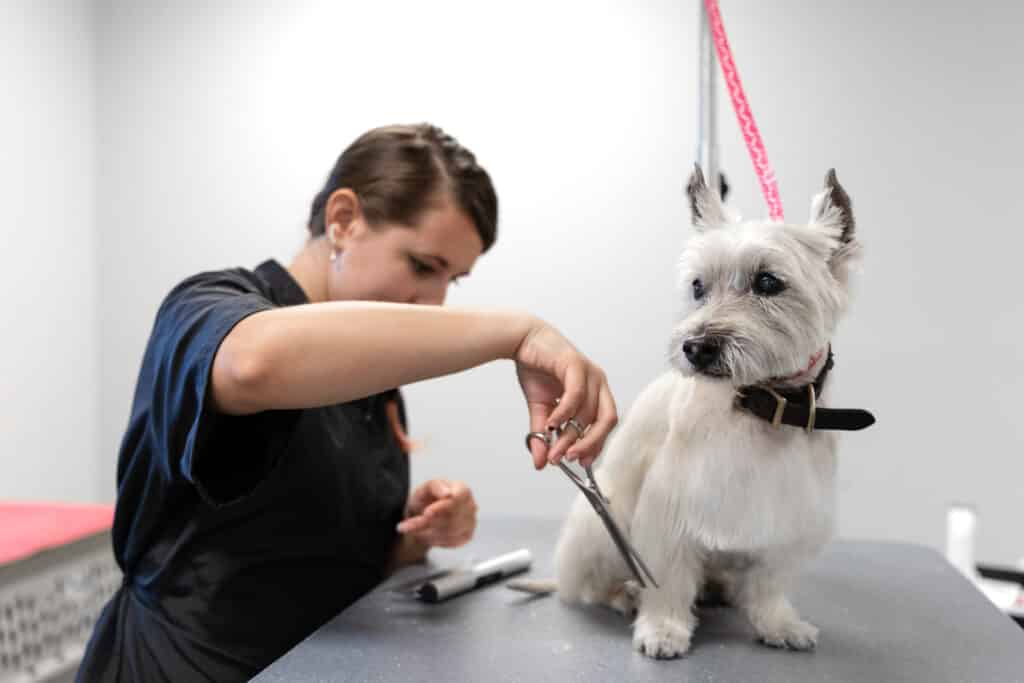 Dog groomed by a pet care service staff