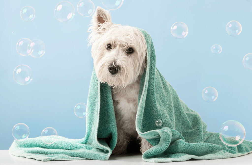 A small dog surrounded by bubbles with a towel over his body