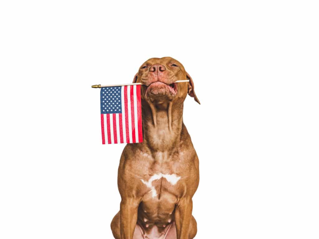 dog holding american flag between its teeth