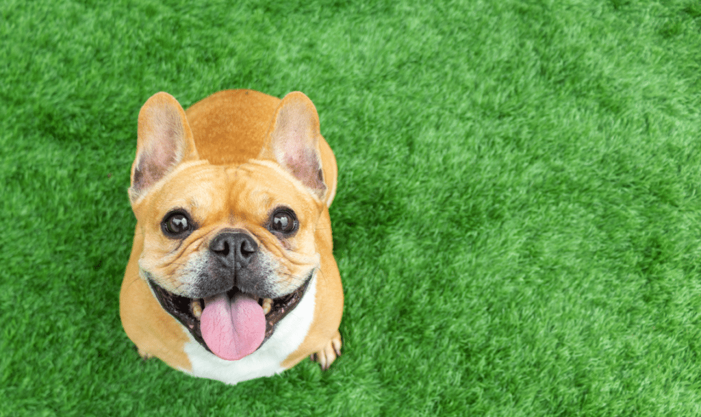 tan dog smiling with bright green grass behind it.