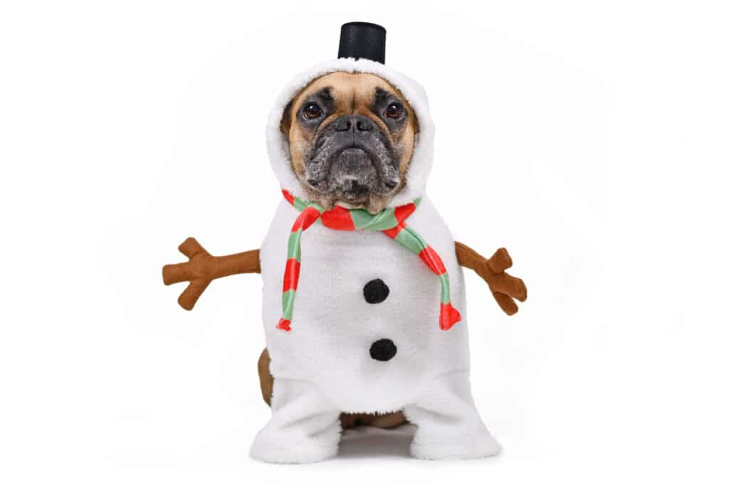 a small dog with a sad looking face in a snowman costume