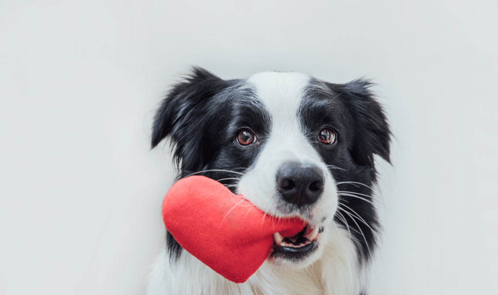 dog holding a heart