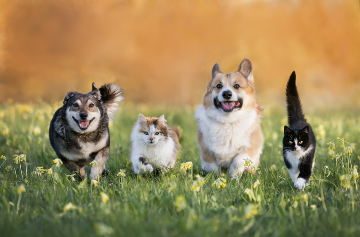 dogs running in a open field of flowers