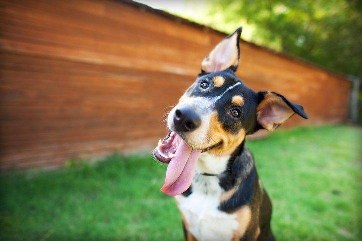 cute dog tilting its head to the right