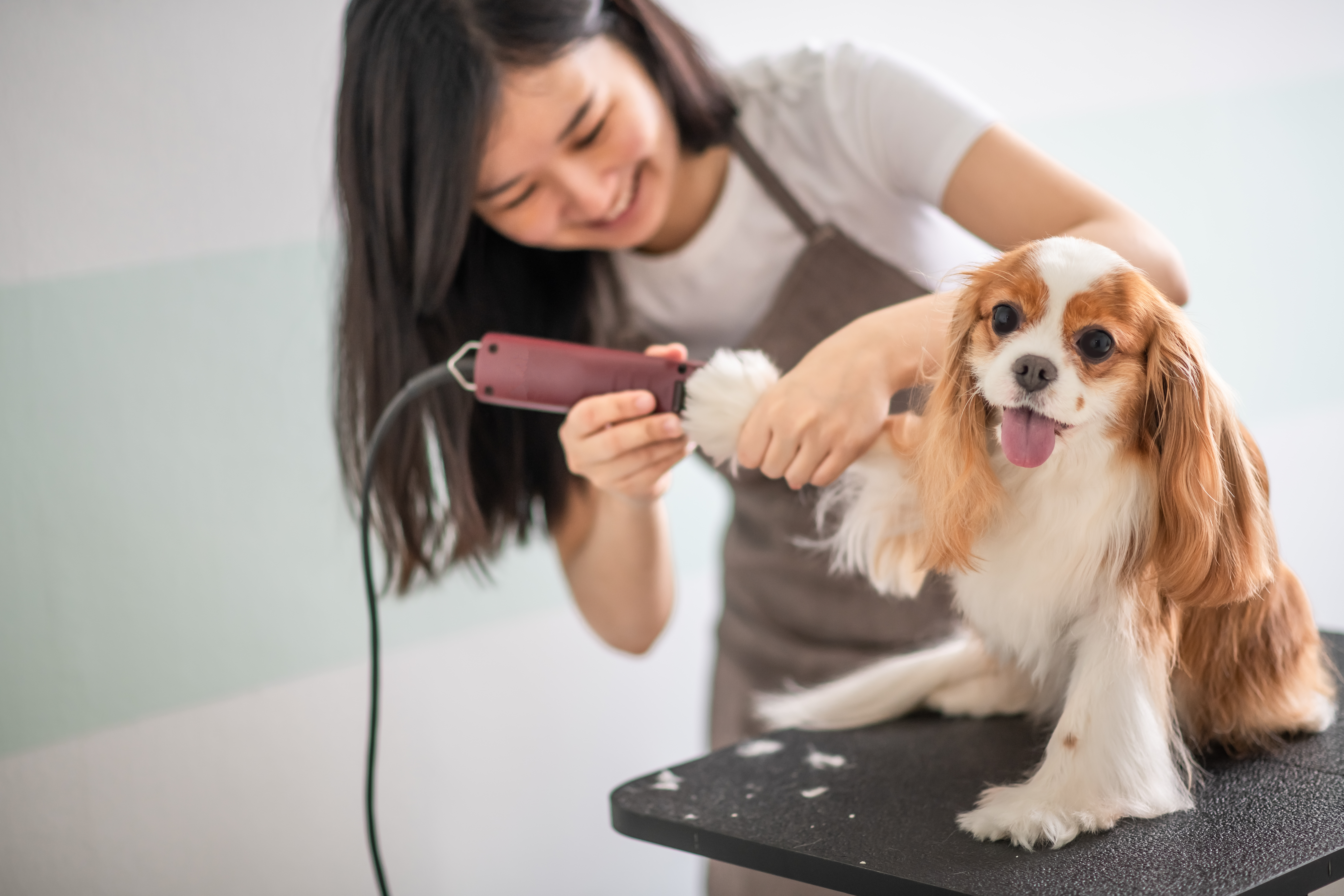female dog groomer grooming a Cavalier King Charles Spaniel dog
